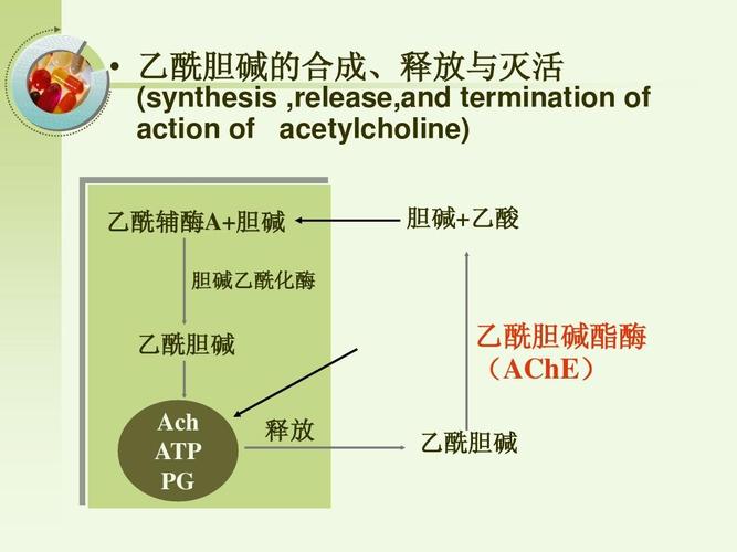 乙酰膽堿的作用機(jī)制乙酰膽堿酯酶