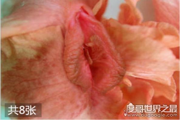 女性私處有哪些種類？女性私處一般有六種類型