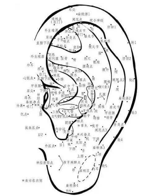 耳部穴位反射區(qū)