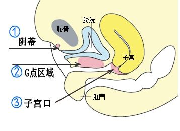 女孩愛上了挺直或筆直的女孩 什么樣的女性適合什么樣的陰經(jīng)？