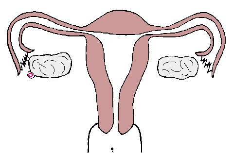 女孩愛上了挺直或筆直的女孩 什么樣的女性適合什么樣的陰經(jīng)？