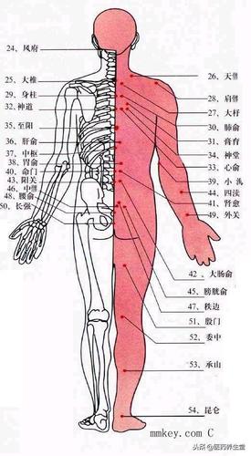 人體準(zhǔn)確位置圖和作用人體準(zhǔn)確位置圖和作用高清圖