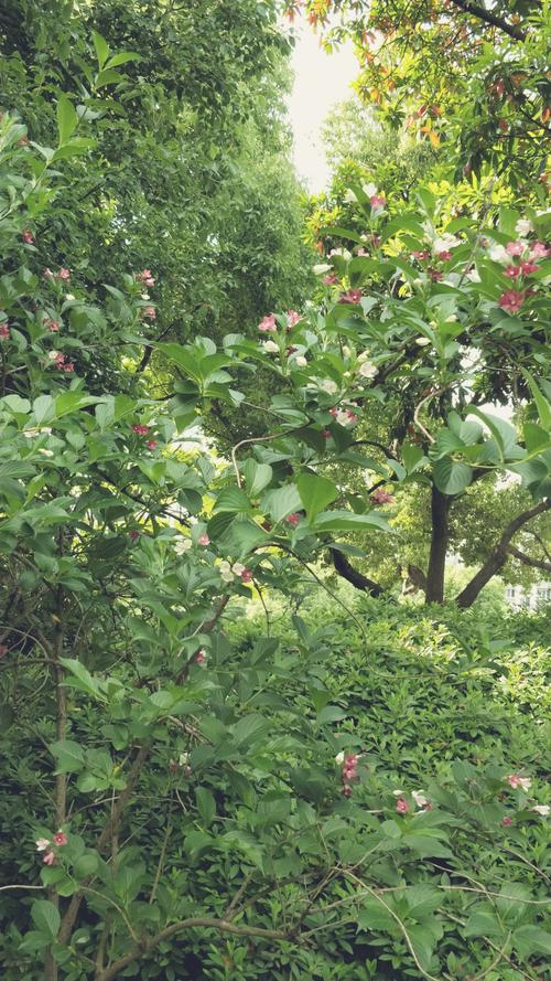 花草美景，心靈的療愈