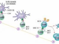 蛋白大分子靶向藥的副作用