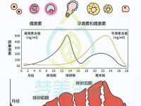 試管生長激素的副作用-試管生長激素的副作用大嗎