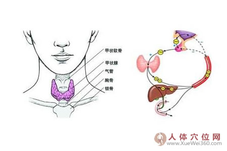 甲狀腺功能減退癥 中醫(yī)辨證上治療