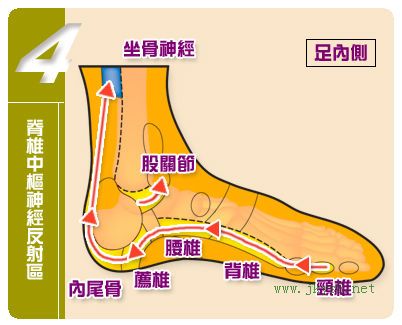 足內(nèi)側(cè)反射區(qū)