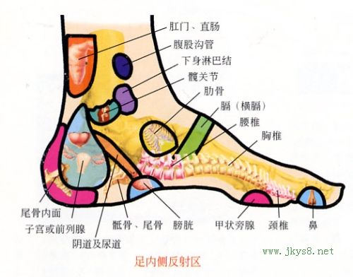 足內(nèi)側(cè)反射區(qū)