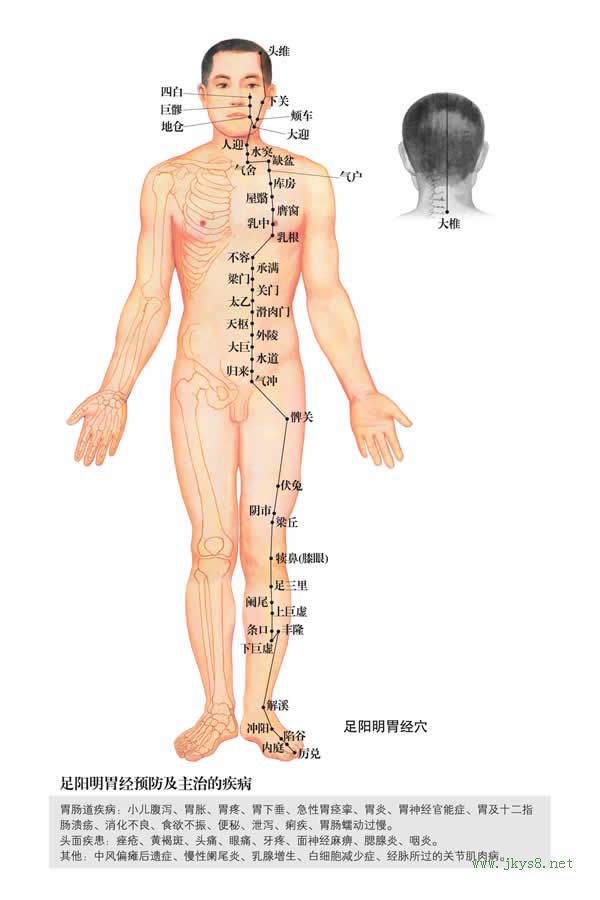 人體經(jīng)絡(luò)穴位圖分布及詳解-胃經(jīng) 