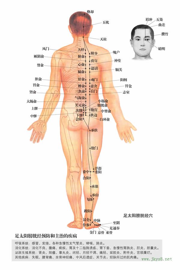 膀胱經(jīng)穴位圖