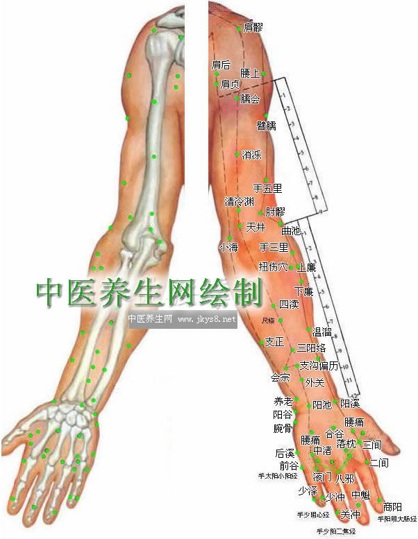 上肢外側(cè)穴位圖