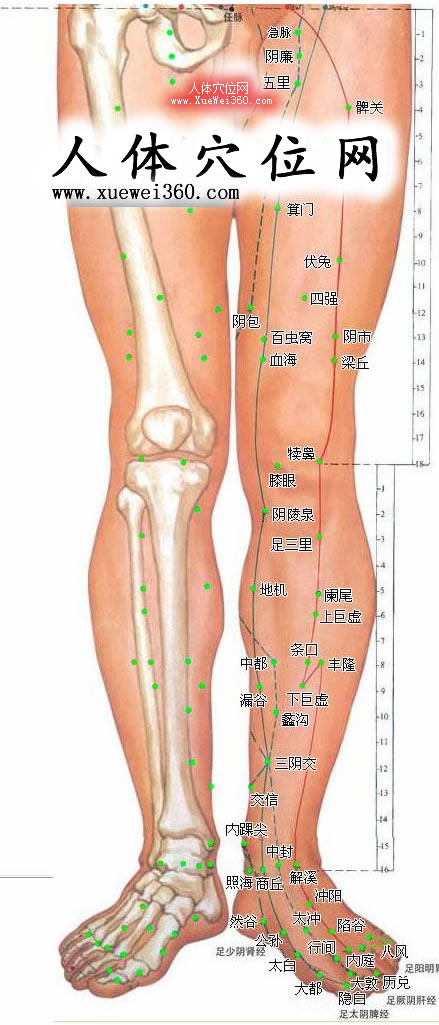 下肢內(nèi)側穴位圖