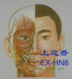 上迎香穴位位置圖-人體穴位查詢