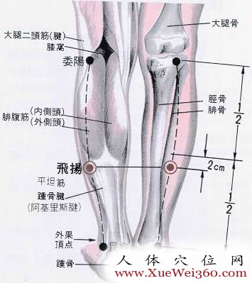 飛楊穴的解剖結(jié)構(gòu)圖