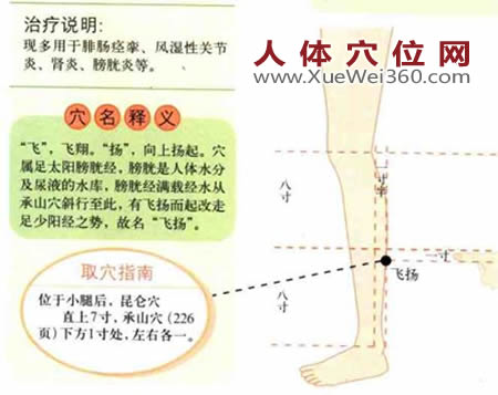 飛揚(yáng)穴位位置圖