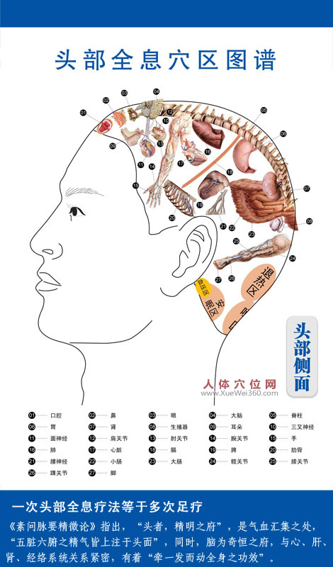 頭部全息穴區(qū)圖譜：頭部側(cè)面