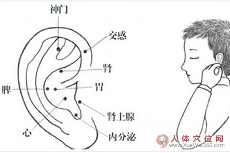 耳穴壓豆減肥法，小胖墩體型變標(biāo)準(zhǔn)